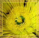 Ice plant